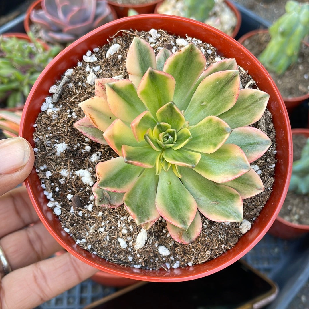 Aeonium ‘Sweet tea’ rare imported succulent