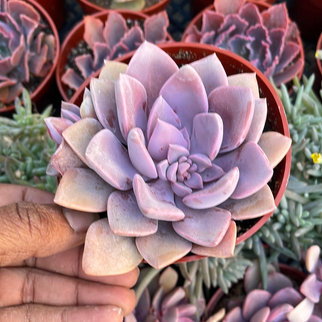 topsy debbie succulent Graptoveria Debbie Succulent