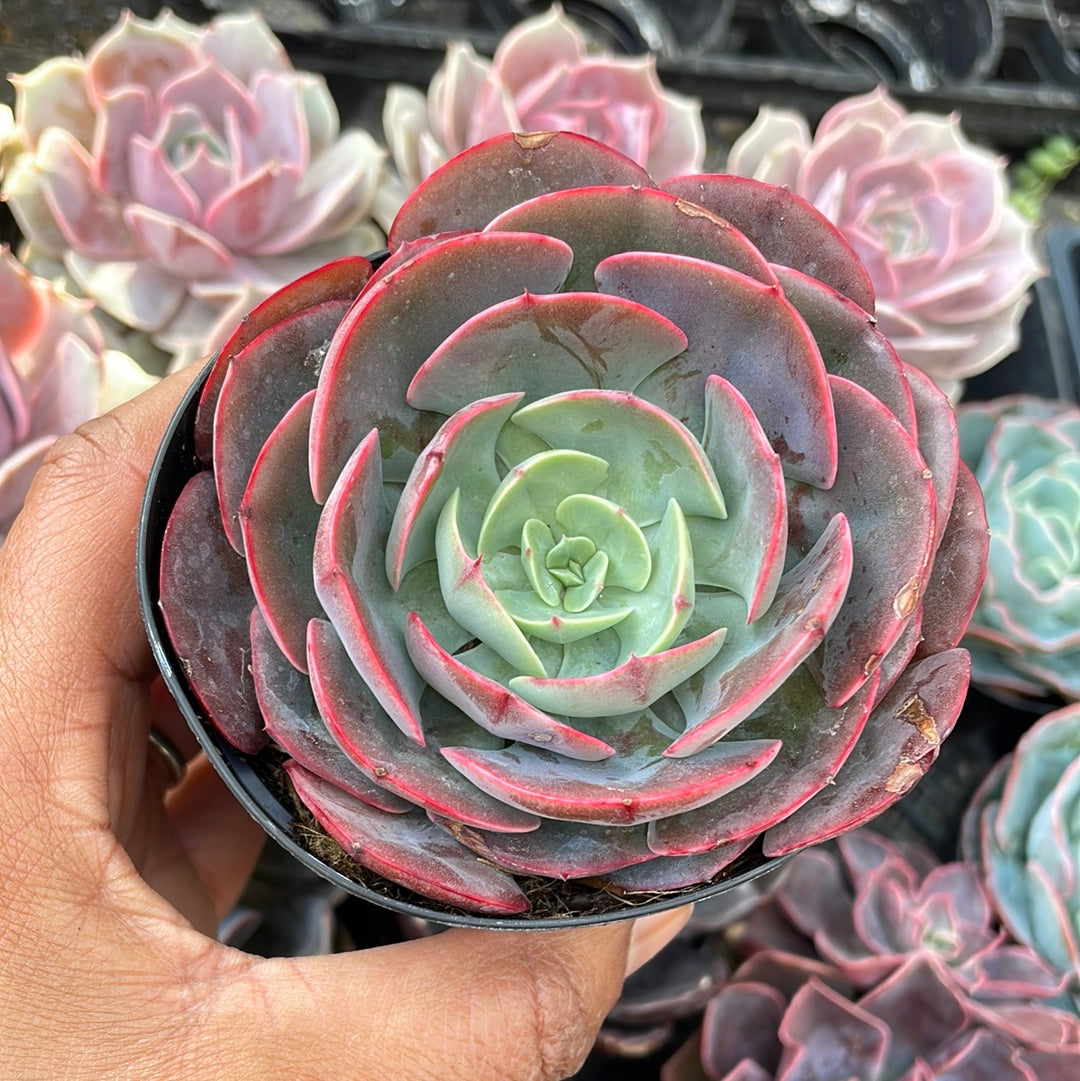 Echeveria ‘Persia’ Succulent