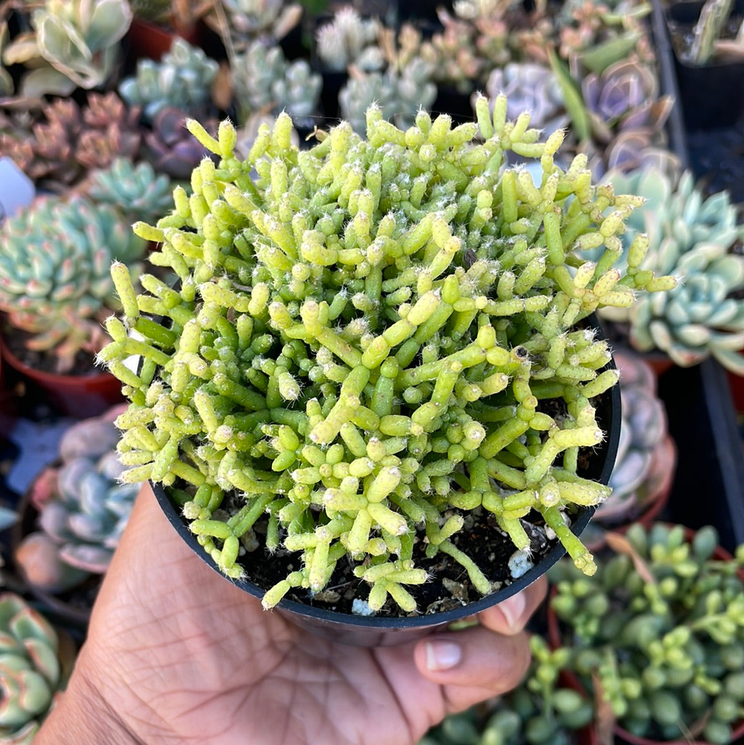 Hatiora salicornioides - Dancing Bones Cactusl