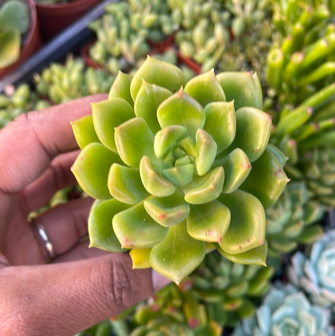 Sedeveria 'Letizia