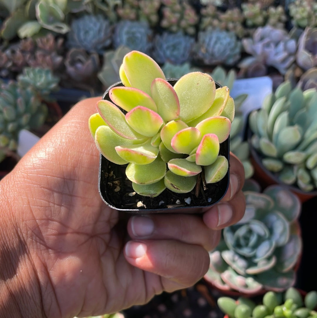 moneymaker succulent Crassula swaziensis Variegata 'Money Maker' – Just Succ It