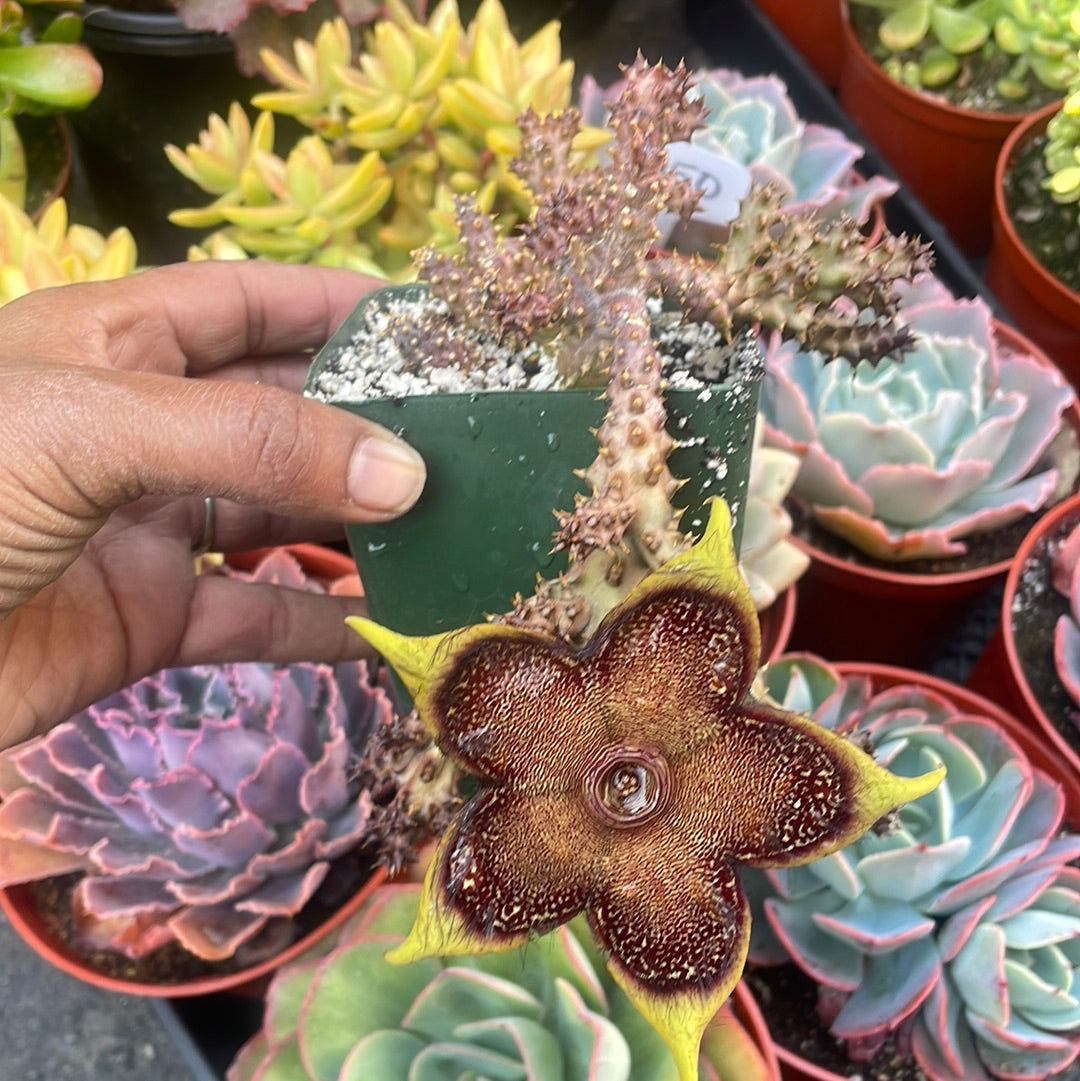 Edithcolea ‘Persian Carpet’ Succulent
