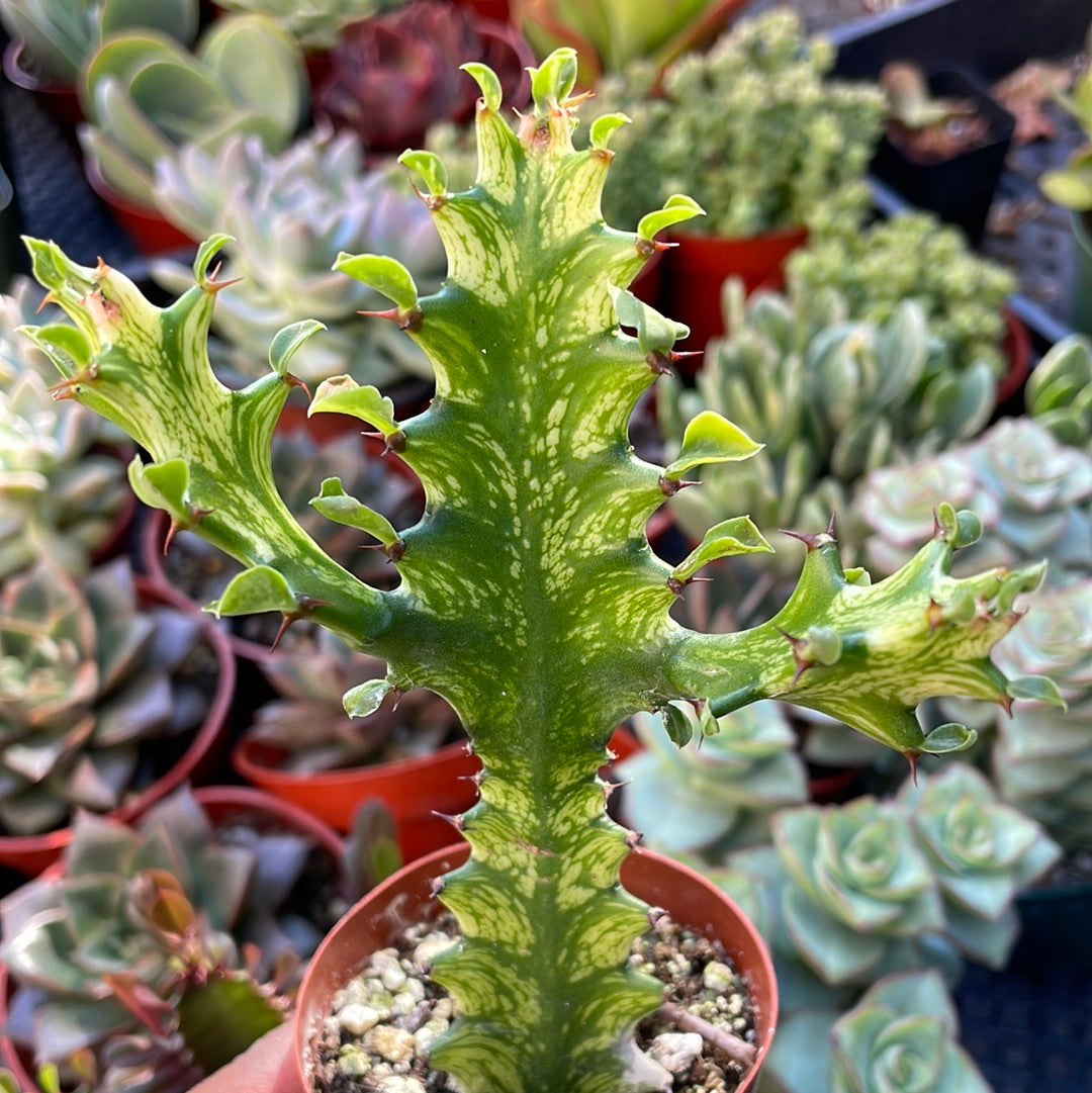 Variegated African Milk Tree