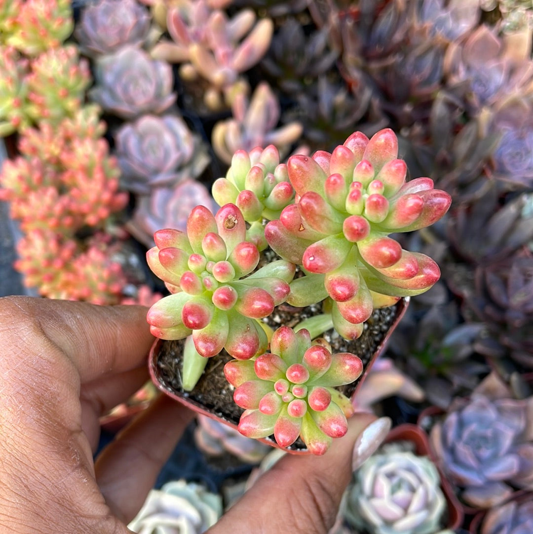 Sedum Rubrutinctum - Aurora