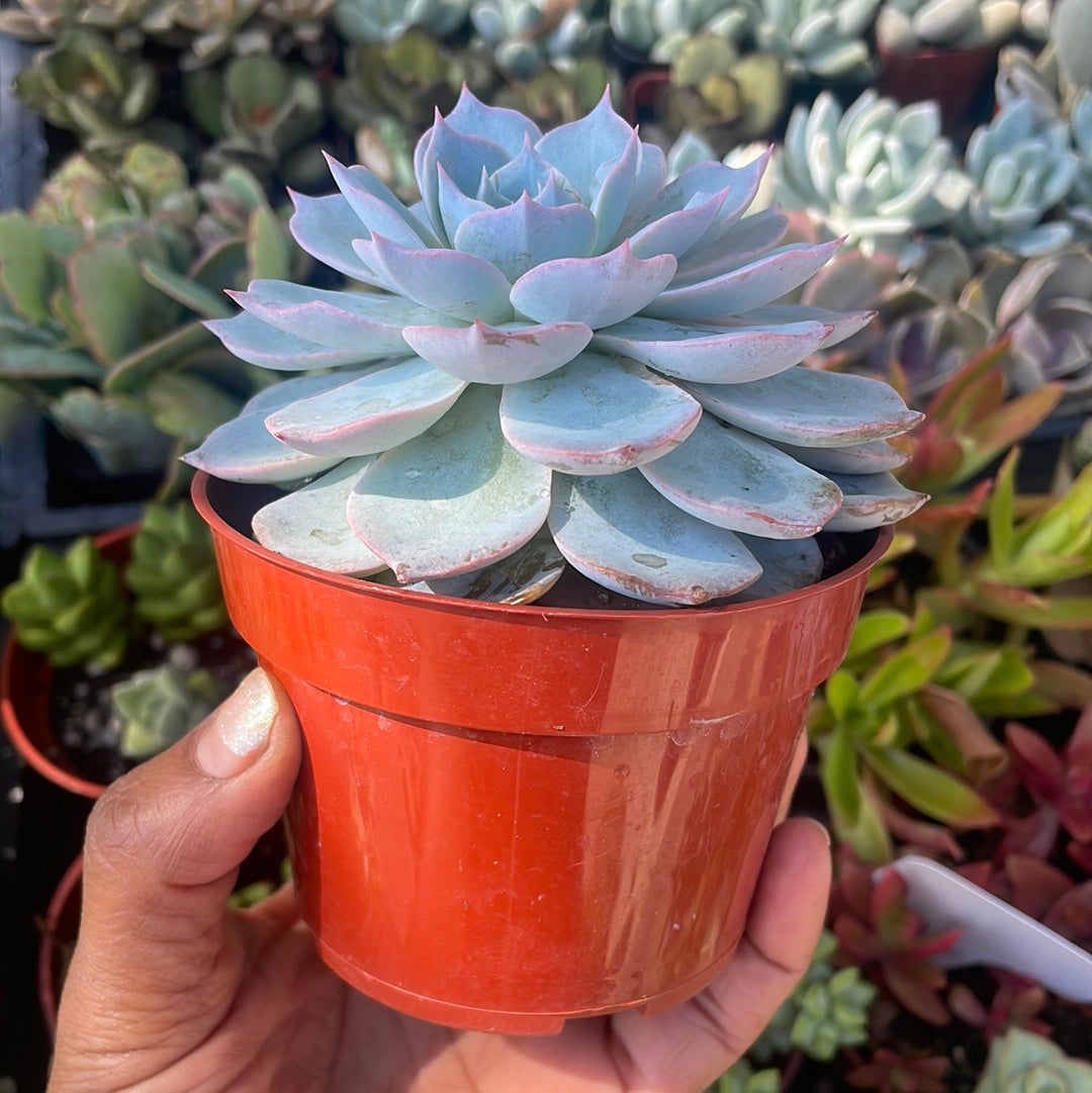Echeveria Morning Beauty