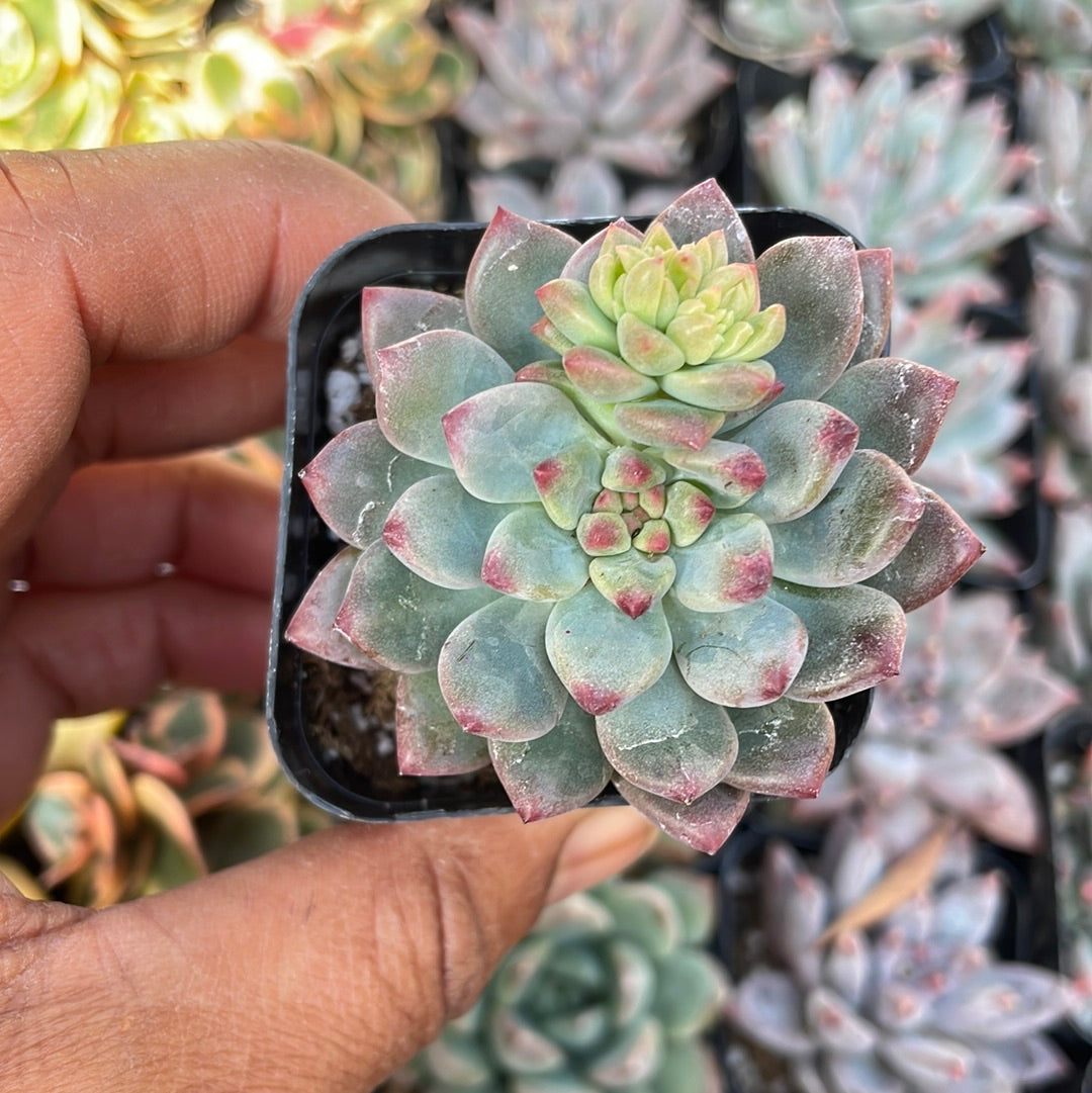 sedeveria hybrid succulent Sedeveria 'Blue Elf' 2 Inch
