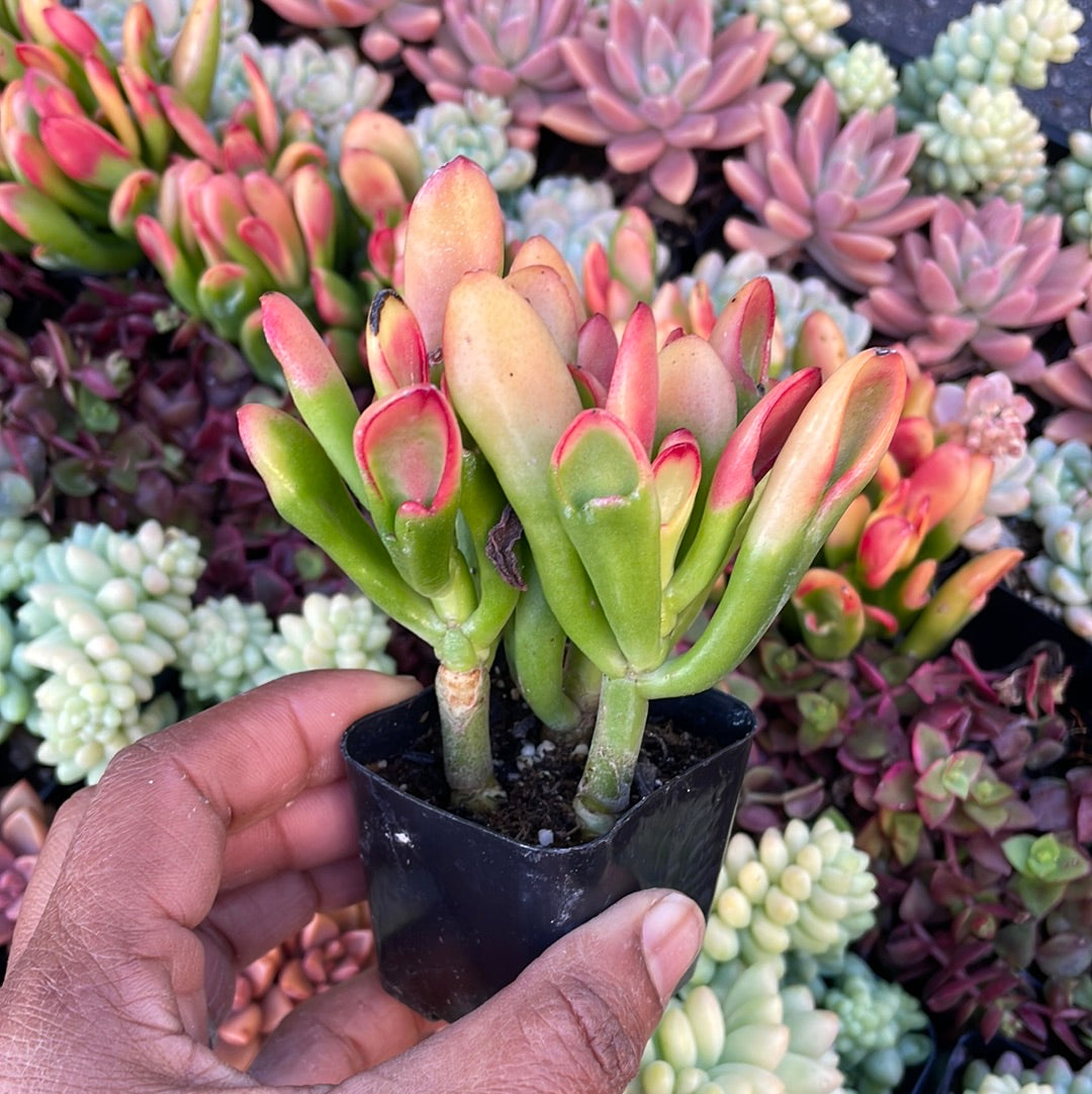 Crassula Sunset Hobbit Jade Succulent
