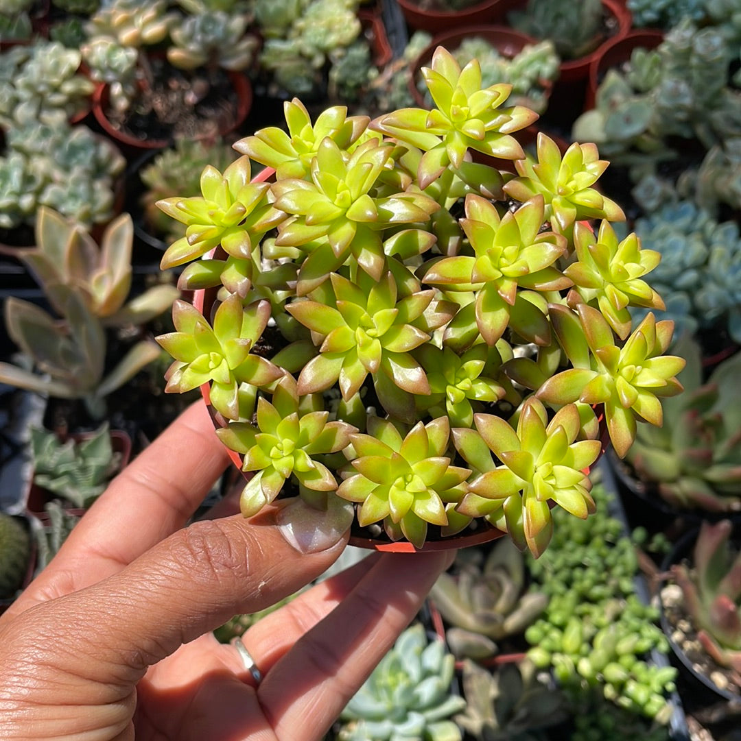 Sedum Adolphii - Shooting Star