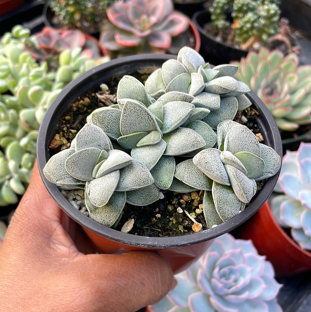 Crassula Silver Springtime