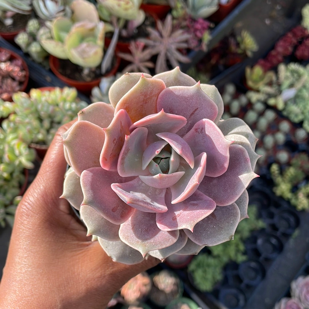 pink rosette succulent Echeveria Pink Diamond Succulent