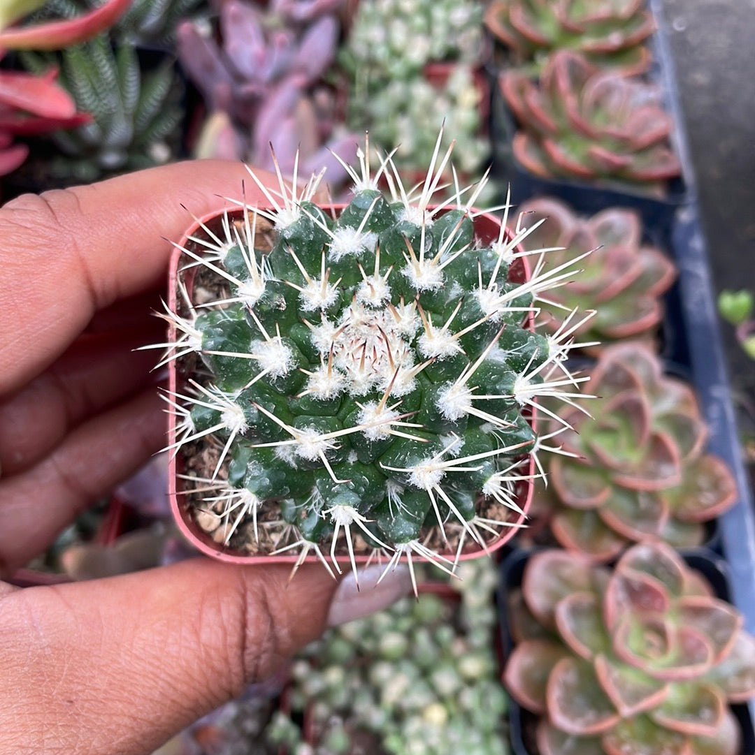 Mammillaria polythele