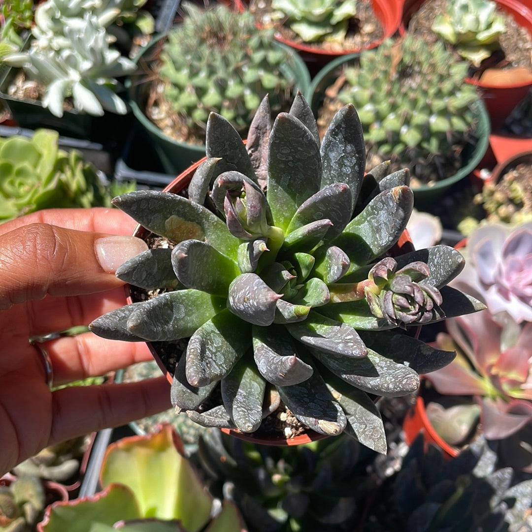 Echeveria Black Knight