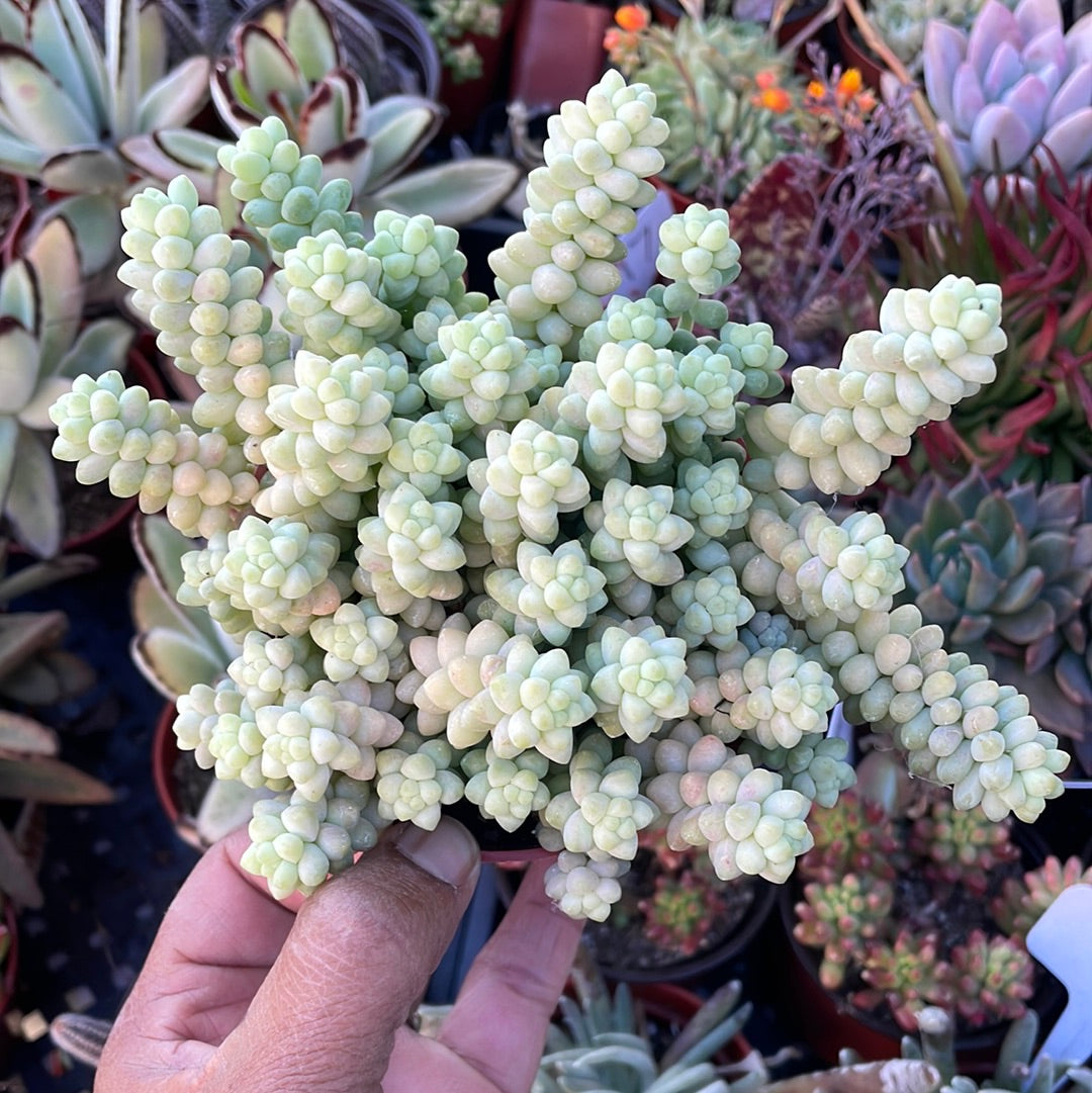 morganianum succulent Sedum Donkey's Tail 4 inch