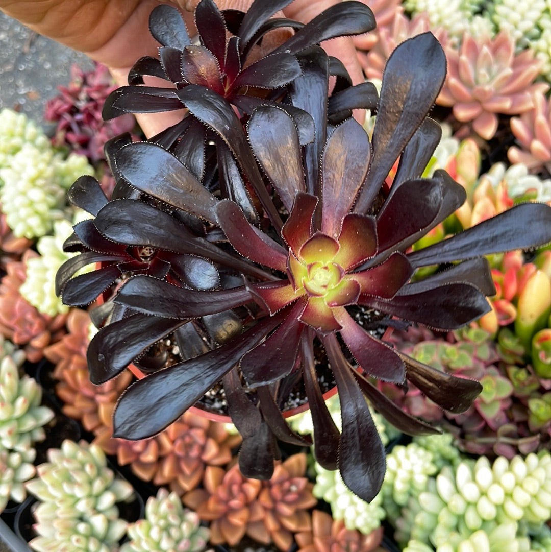 Aeonium ‘Zwartkopp’ Succulent