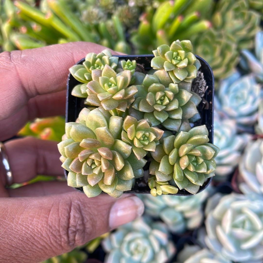 Cremnosedum ‘Little Gem’