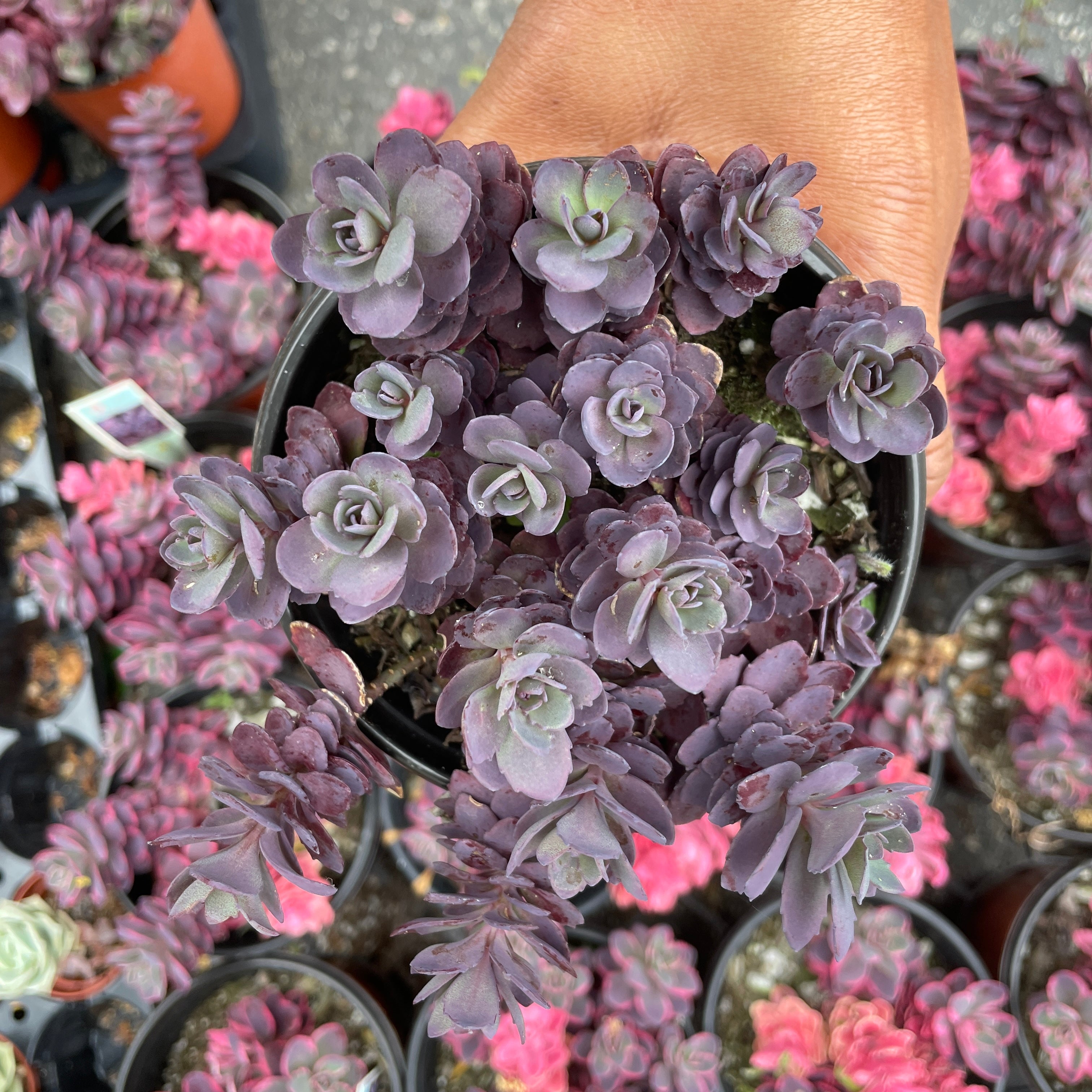 black radiance succulent plum Sedum Sunsparkler™️ “Plum Dazzled” – Just Succ It
