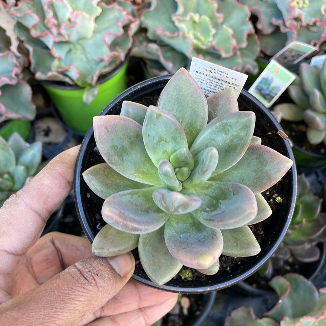 tolimanensis succulent Echeveria Haagai Tolimanensis