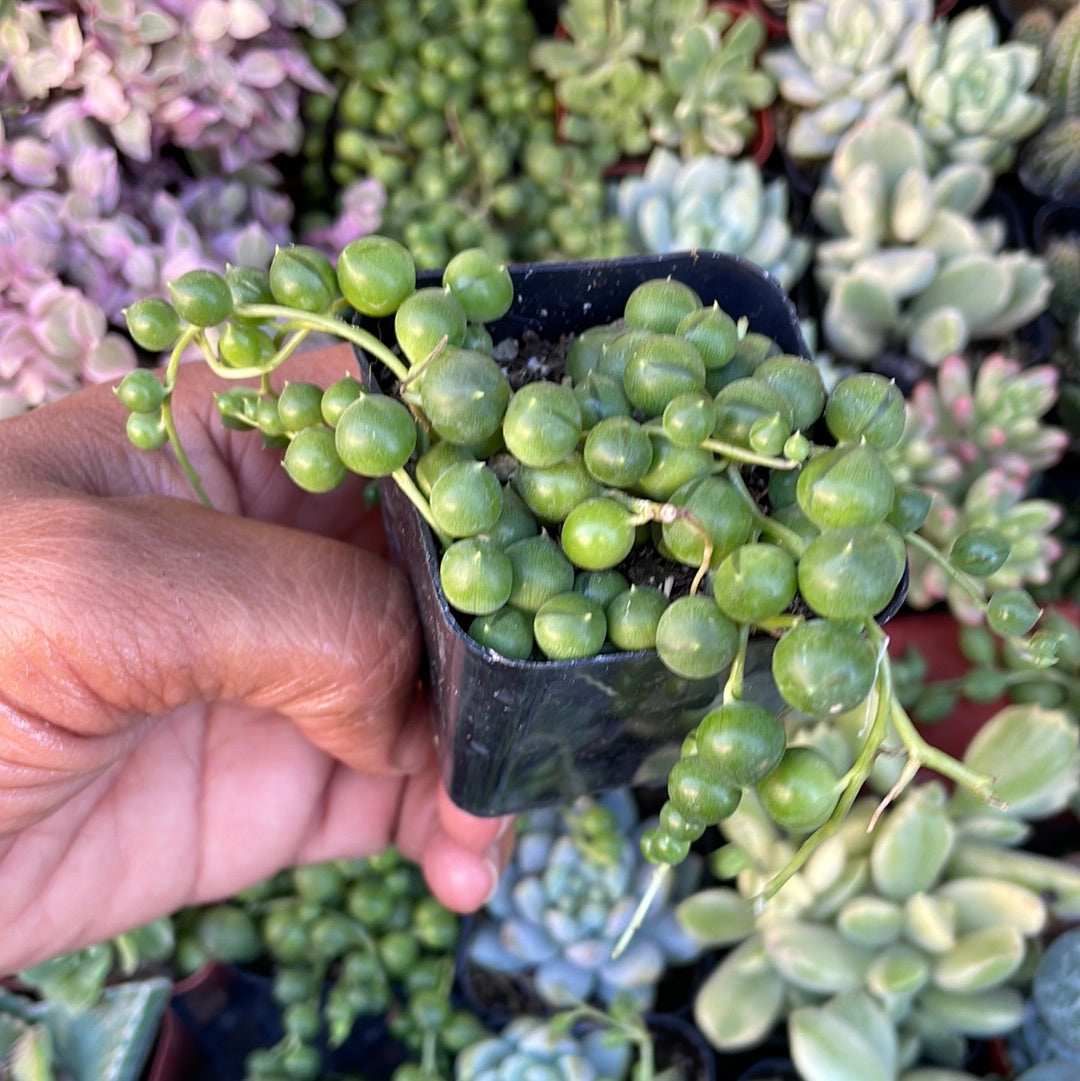 String of Pearls - Senecio Rowleyanus