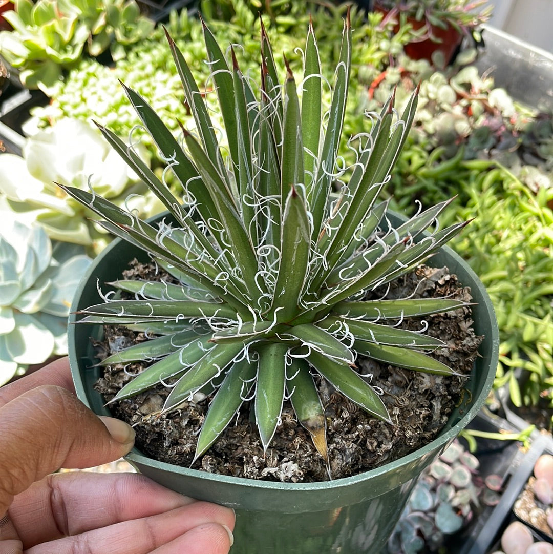 Agave Leopoldii