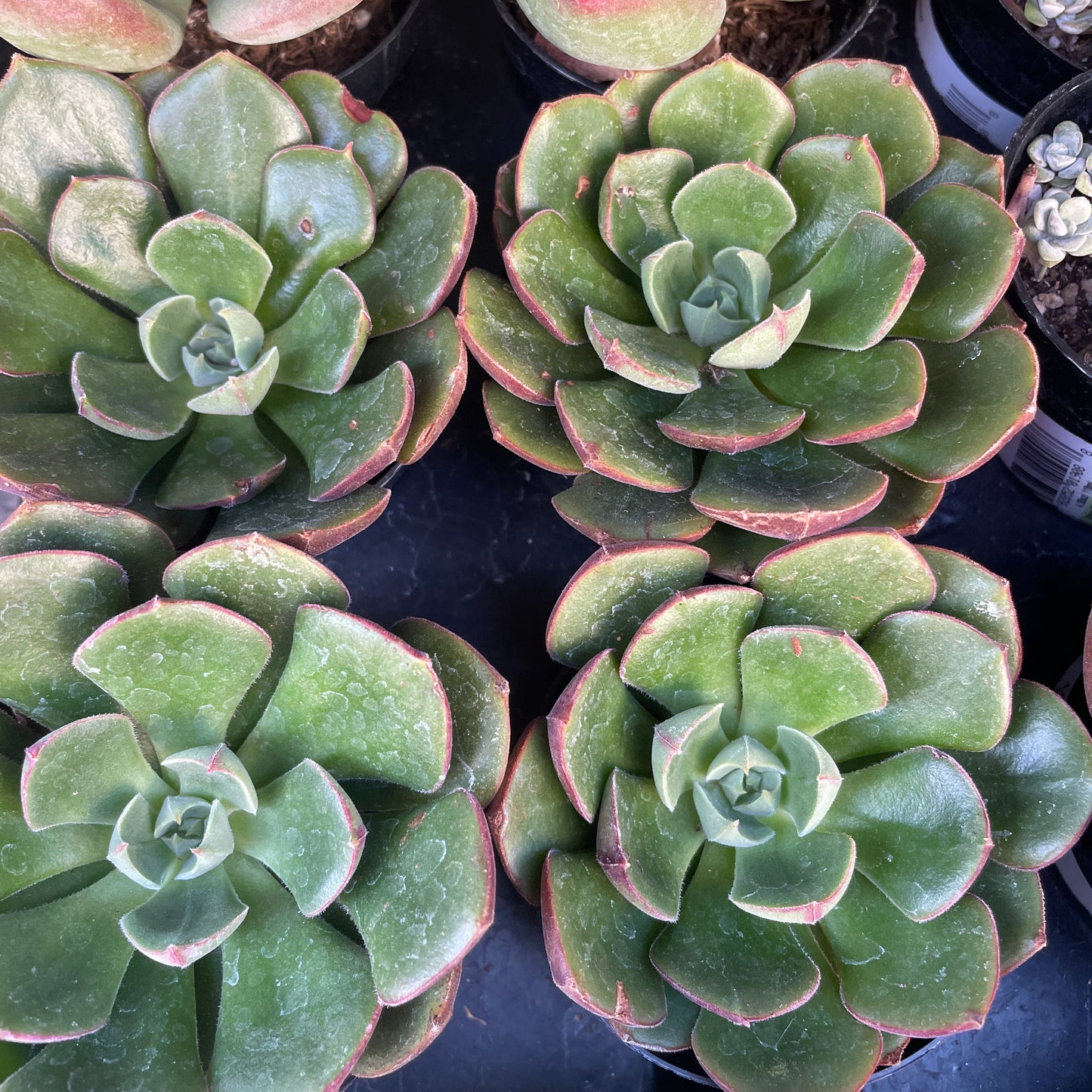 Echeveria ‘Joan Daniel’