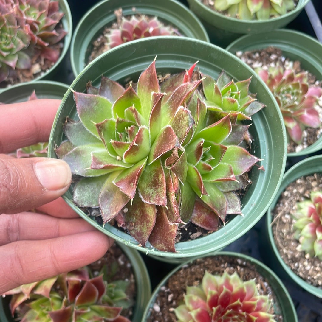 Sempervivum heuffelii var Cold Hardy Succulent