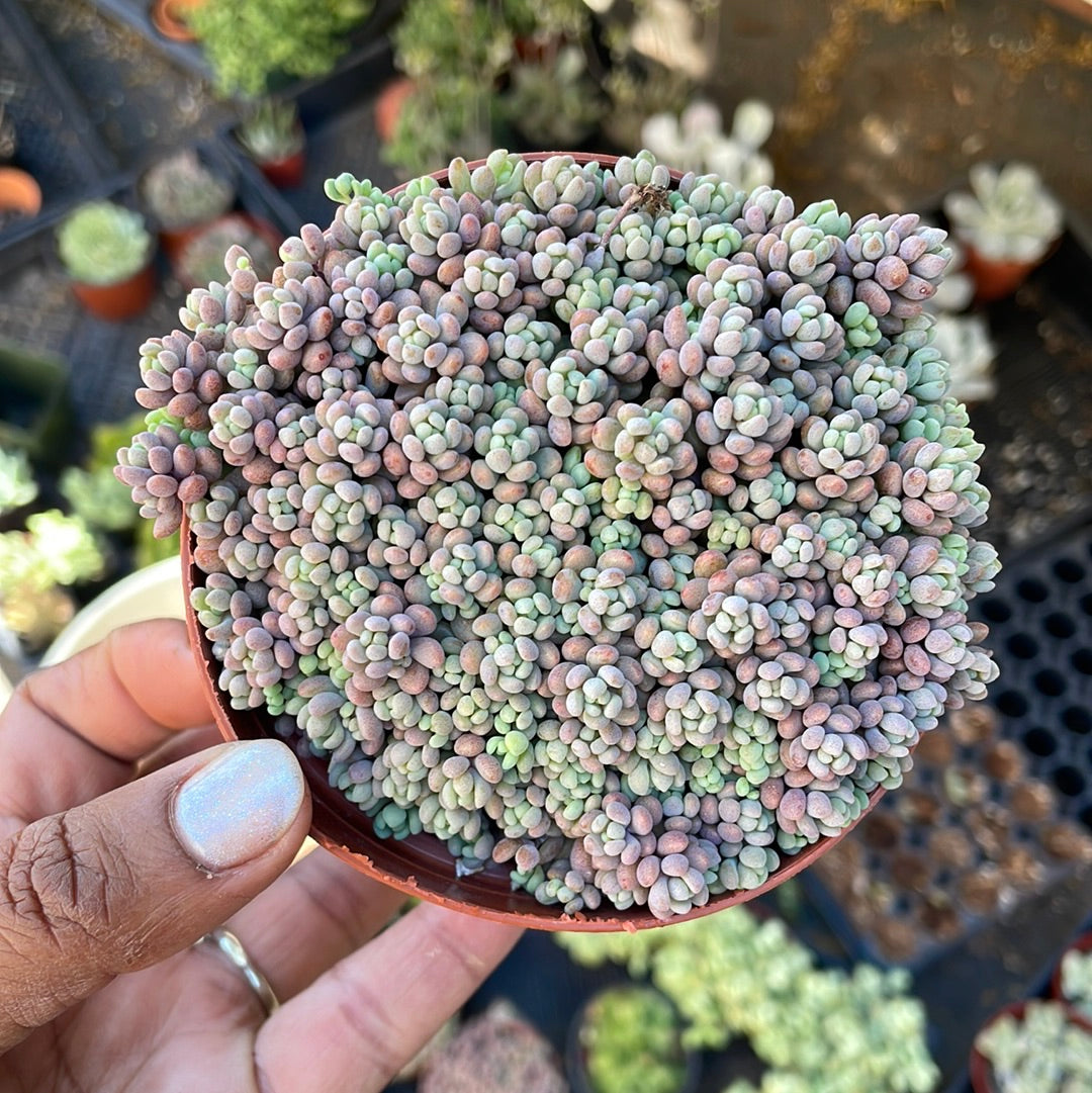 Sedum Dasyphyllym Major - Corsican Stonecrop