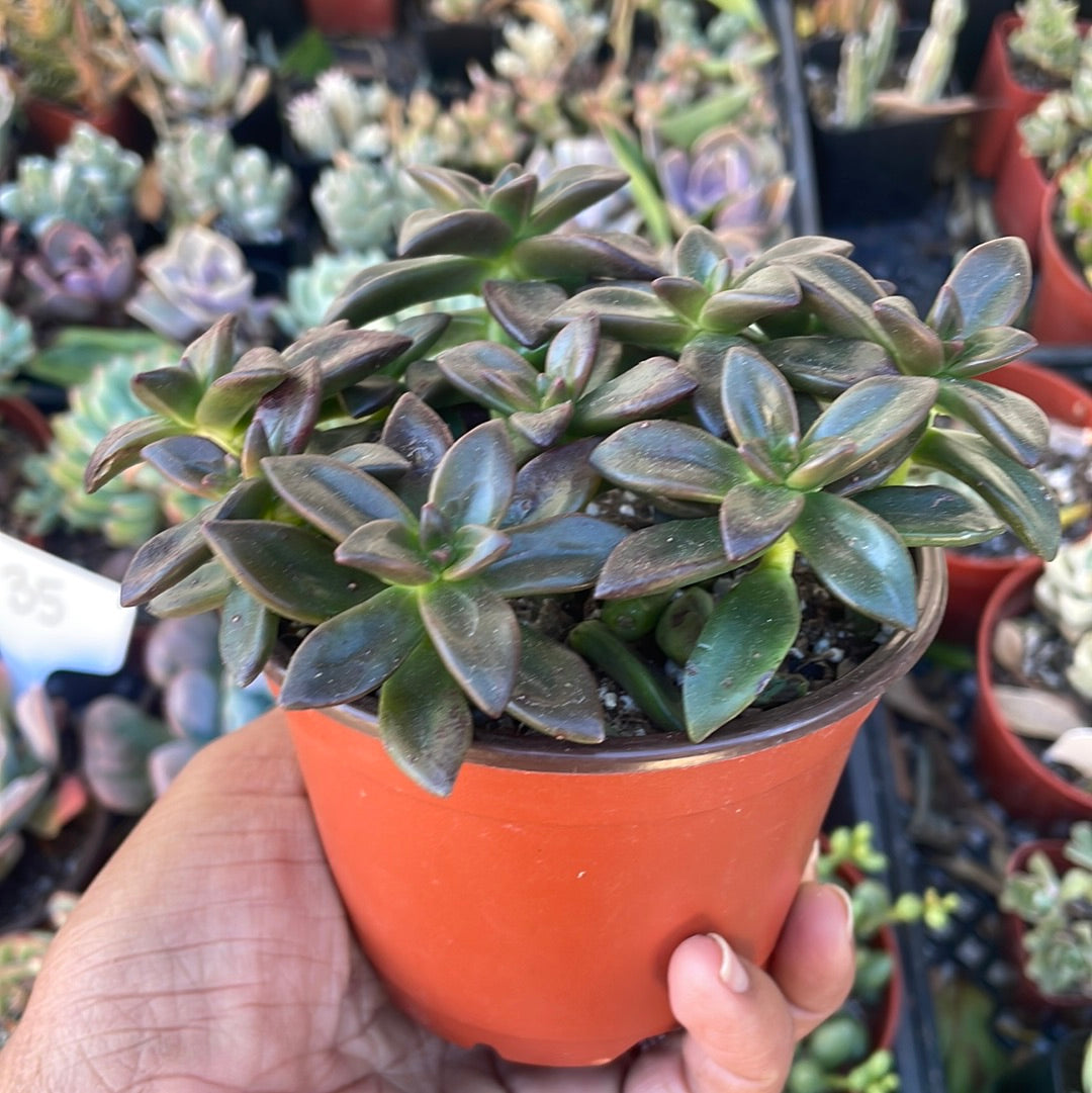 Sedeveria 'Sorrento’