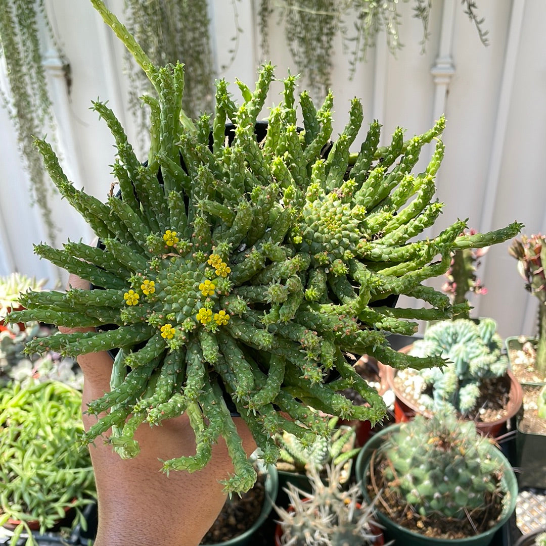 Medusa