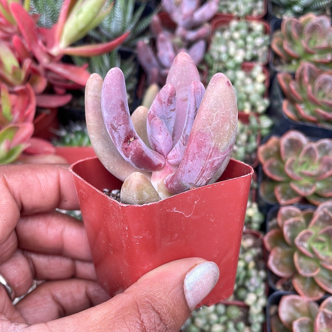 Pachysedum ‘Ganzhou’