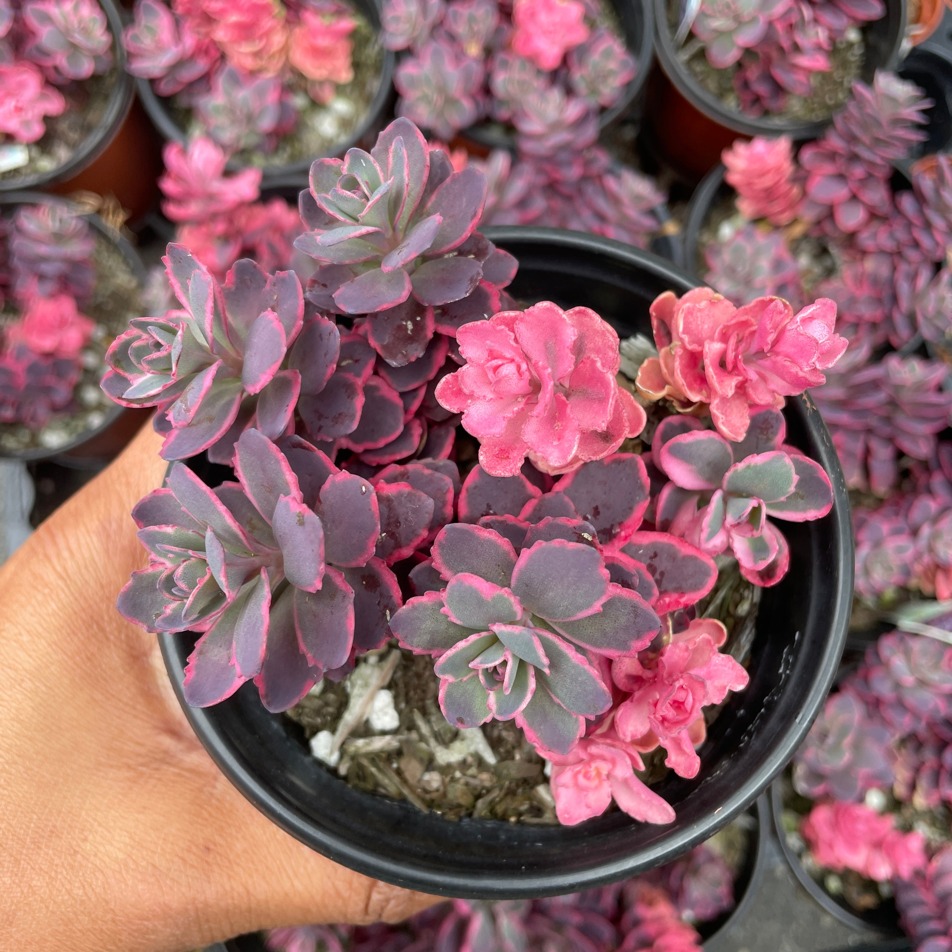 dream dazzler succulent Sedum Sunsparkler™️ “Dream Dazzler”