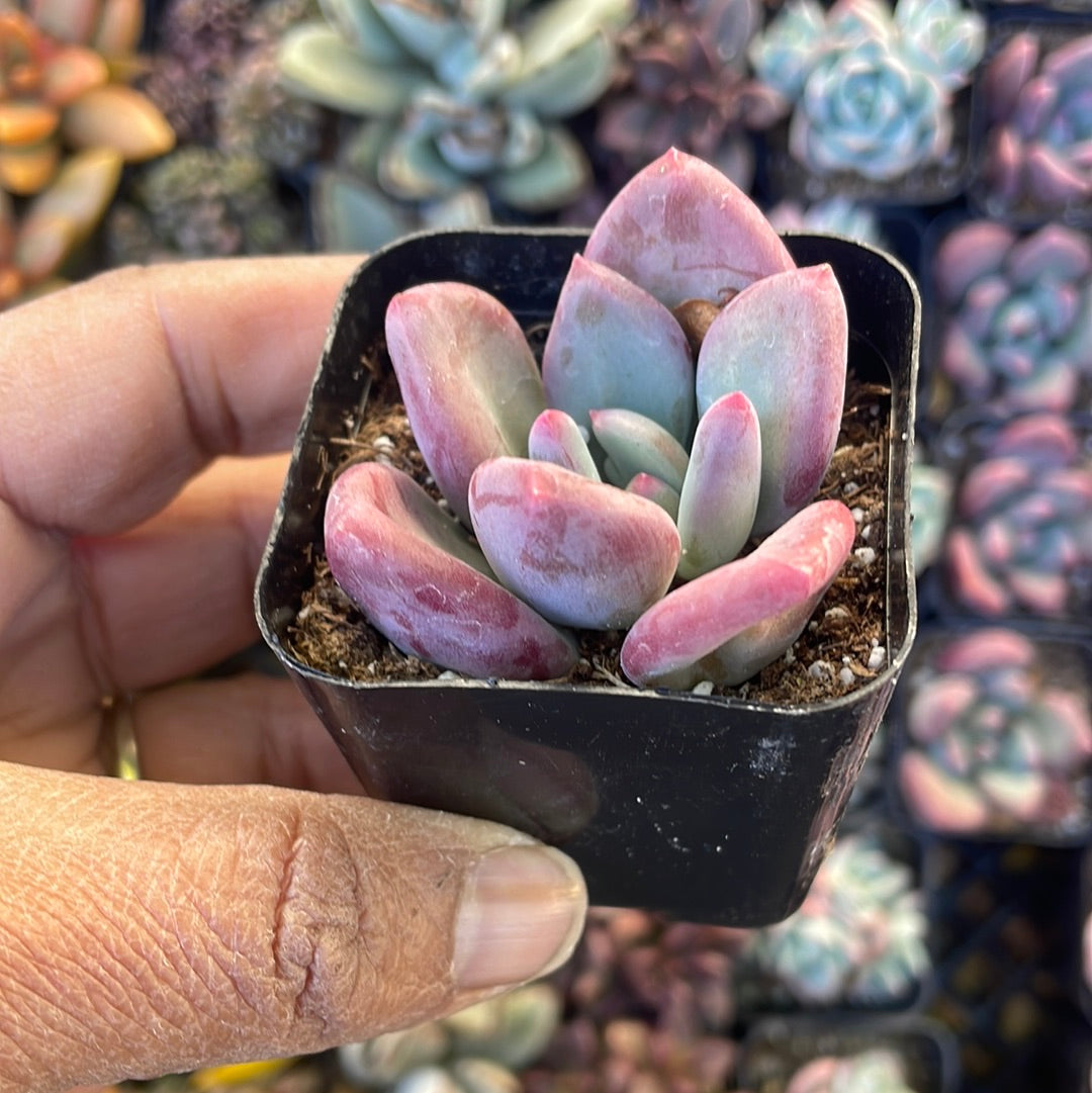 Pachyphytum Oviferum Variety Succulent - pink and purple