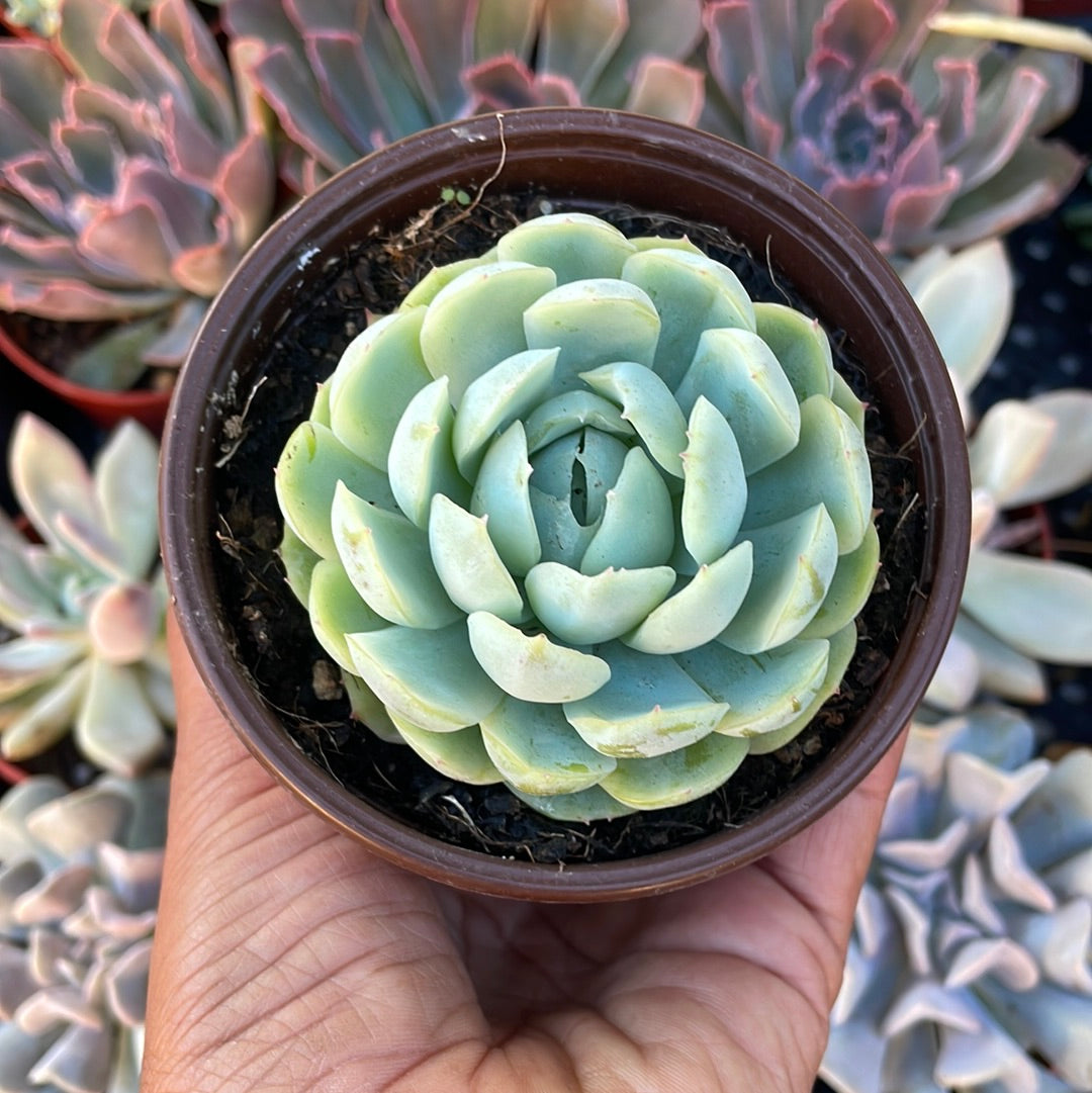 Echeveria Elegans - Mexican Snowball Succulent
