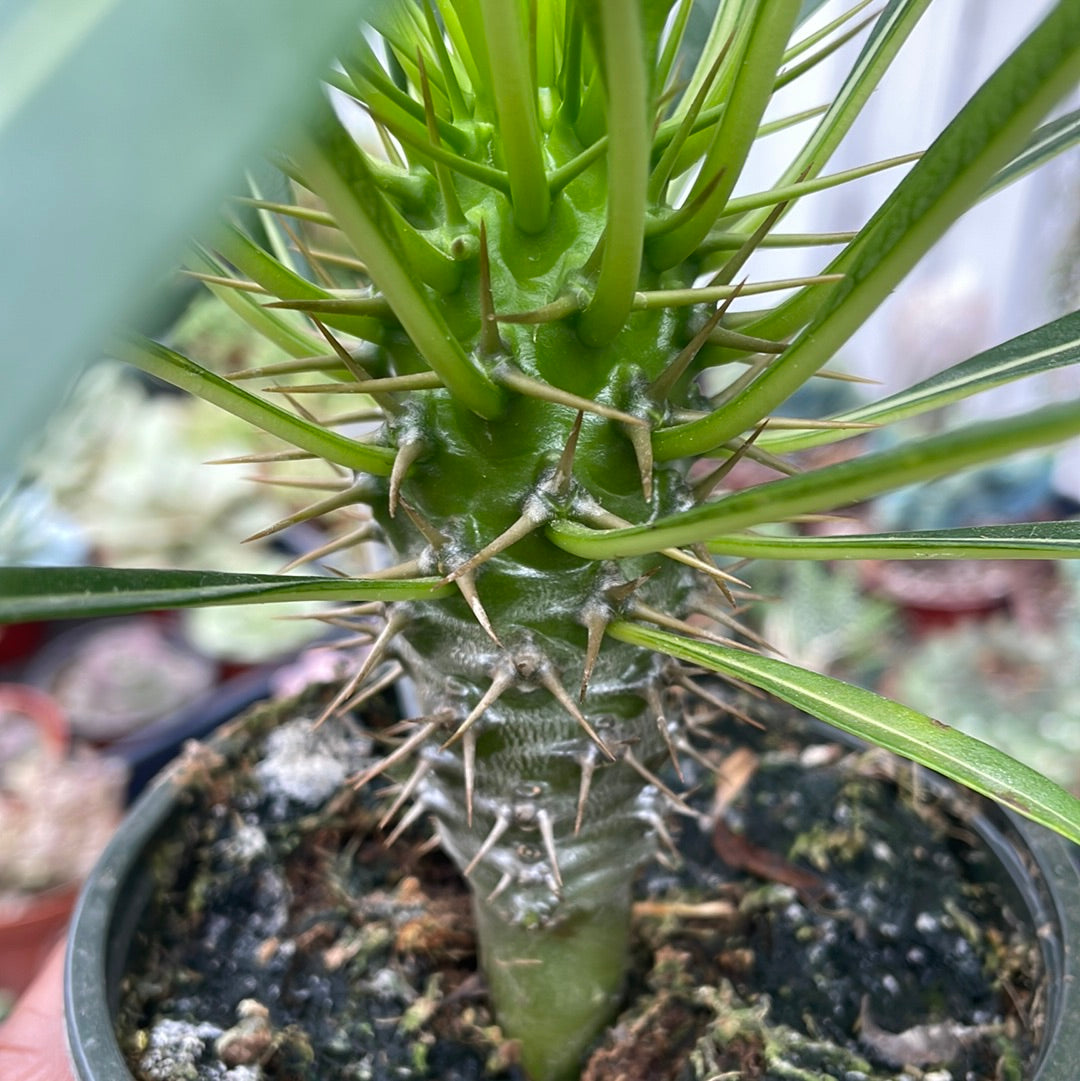 Pachypodium - Madagascar Palm