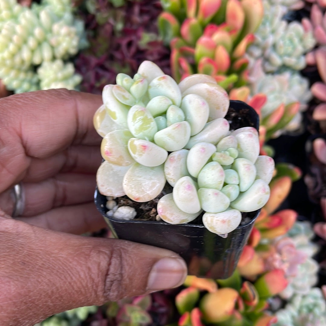 Sedum Clavatum