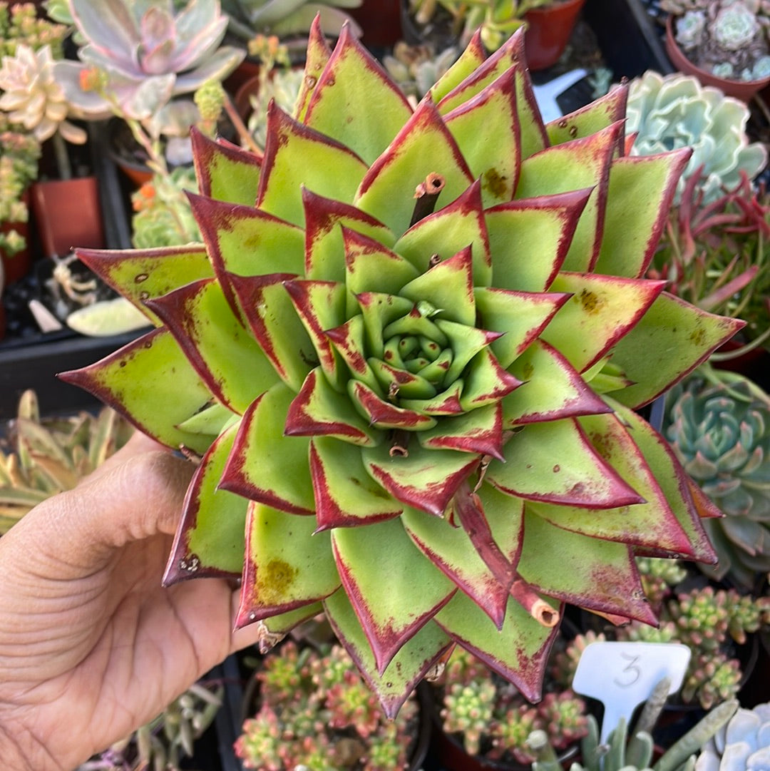 Echeveria Agavoides Lipstick Succulent