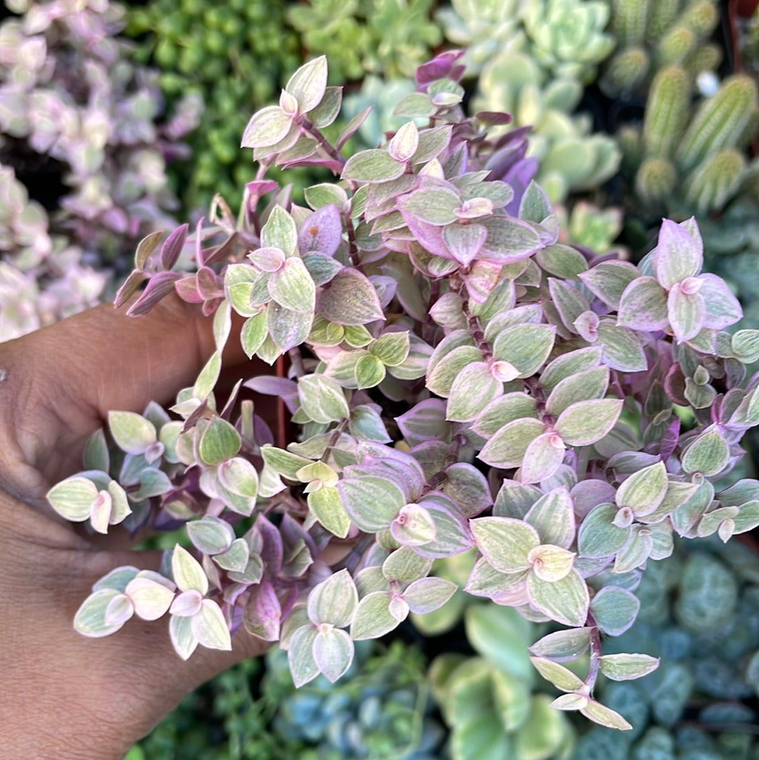CALLISIA REPENS PINK LADY (TURTLE VINE) - PINK PANTHER PLANT