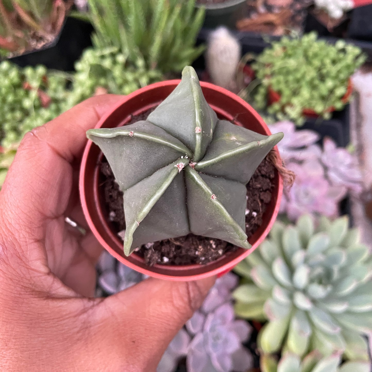 Star Cactus - Astrophytum myriostigma