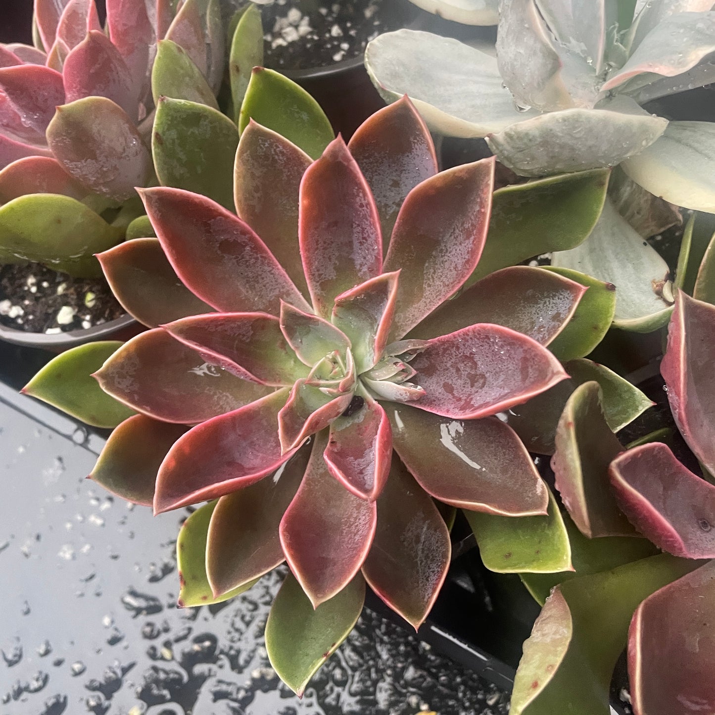 Graptoveria Jules