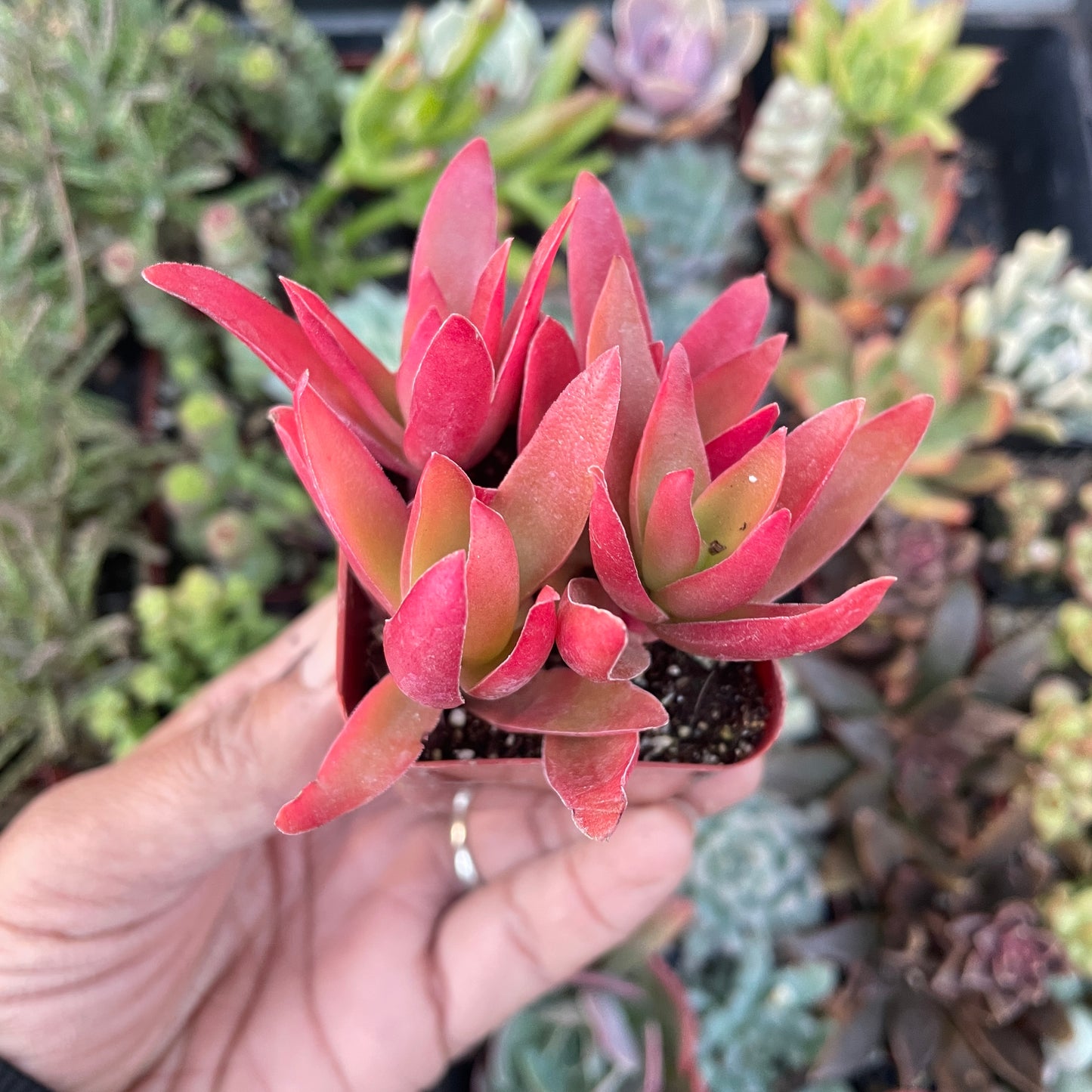 Crassula Campfire