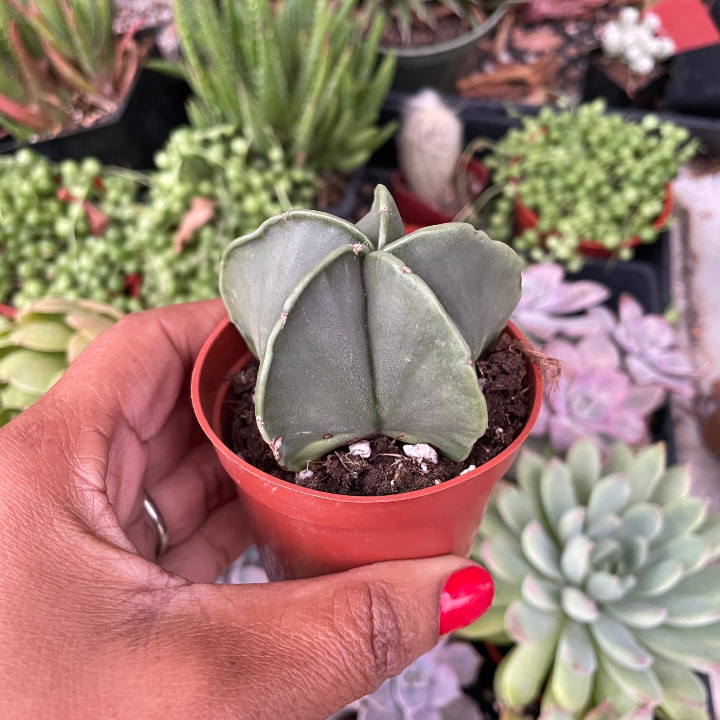 Star Cactus - Astrophytum myriostigma