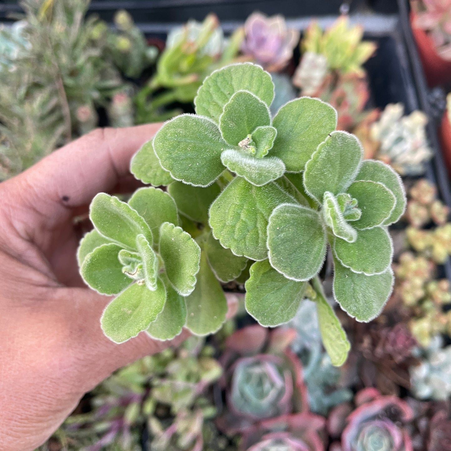 Cuban Oregano/Vick’s Plant/Comfort Plant - Plectranthus Tomentosa