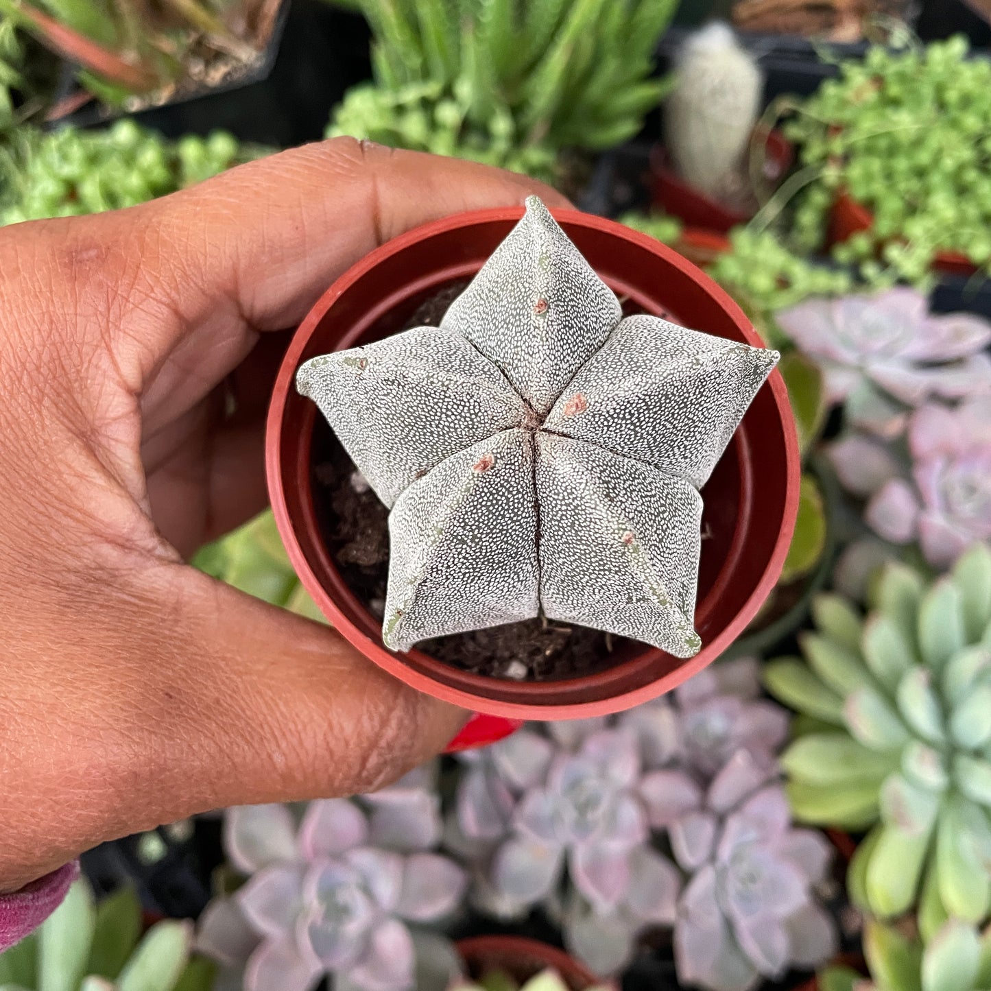 Star Cactus - Astrophytum myriostigma