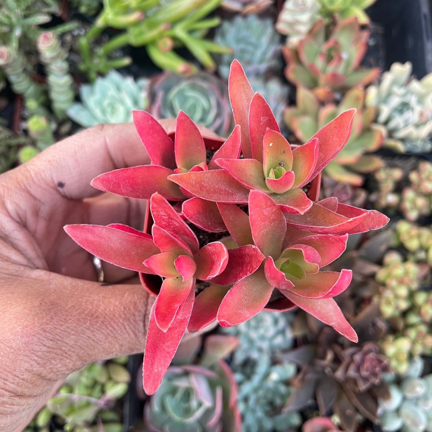 Crassula Campfire
