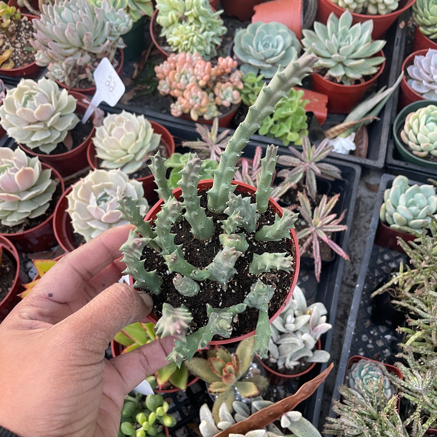 Stapelia Grandiflora - Starfish Flower Cactus