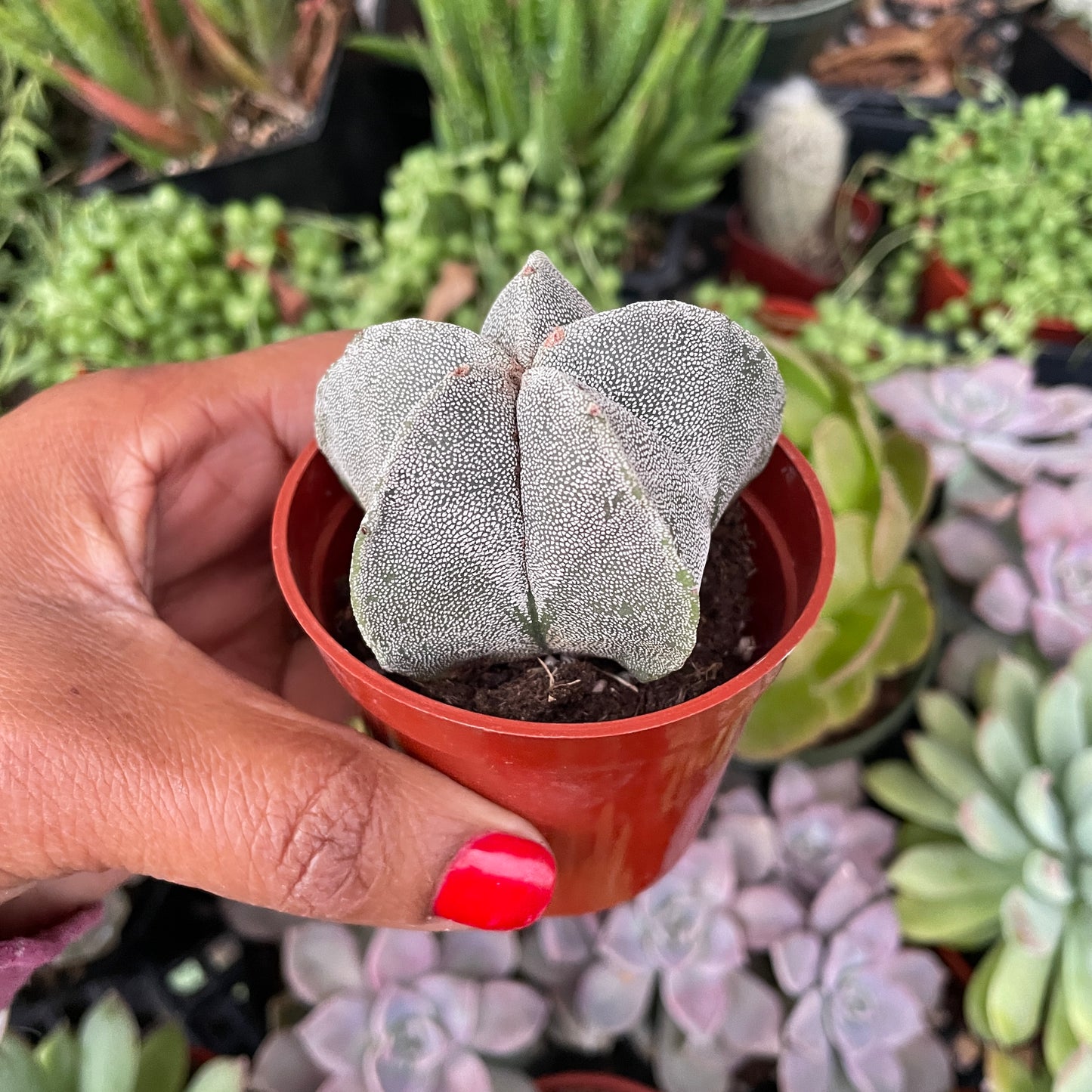 Star Cactus - Astrophytum myriostigma