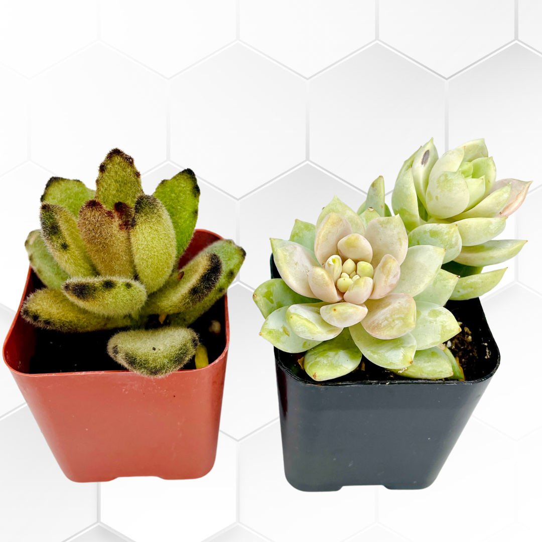 JSI Succulent Subcription Box