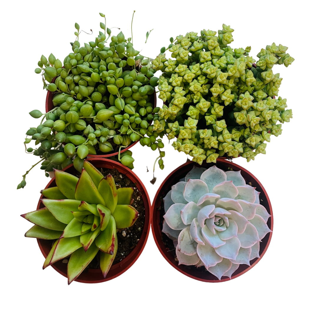 1 inch succulents Four Assorted 4 inch succulents