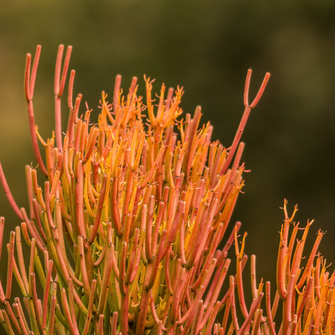 Euphorbia Sticks on Fire