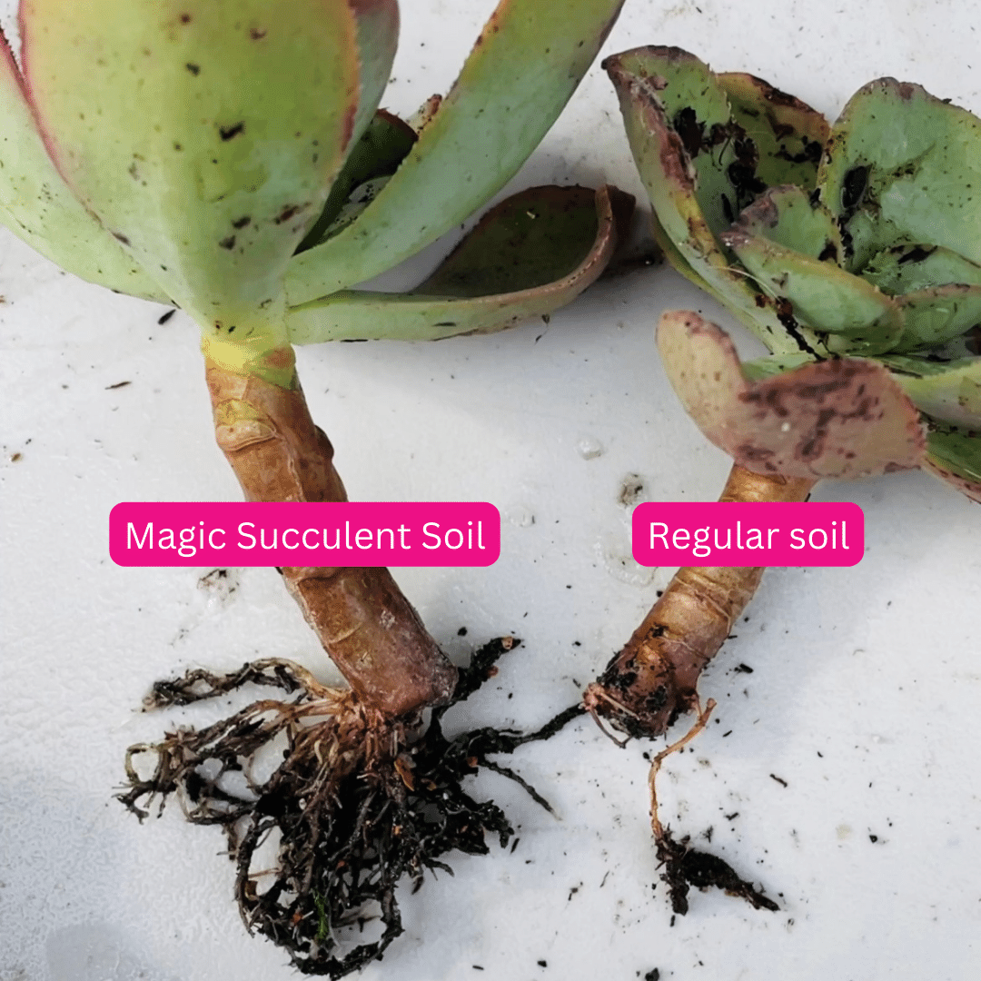 Magic Succulent Soil